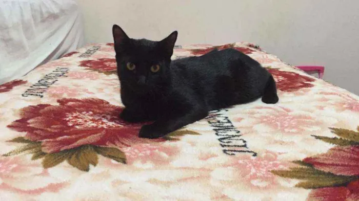 Gato ra a SRD idade 2 a 6 meses nome Pretinho