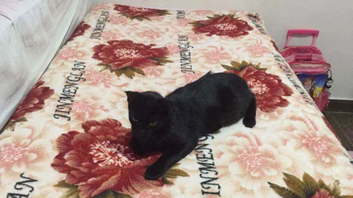 Gato ra a SRD idade 2 a 6 meses nome Pretinho