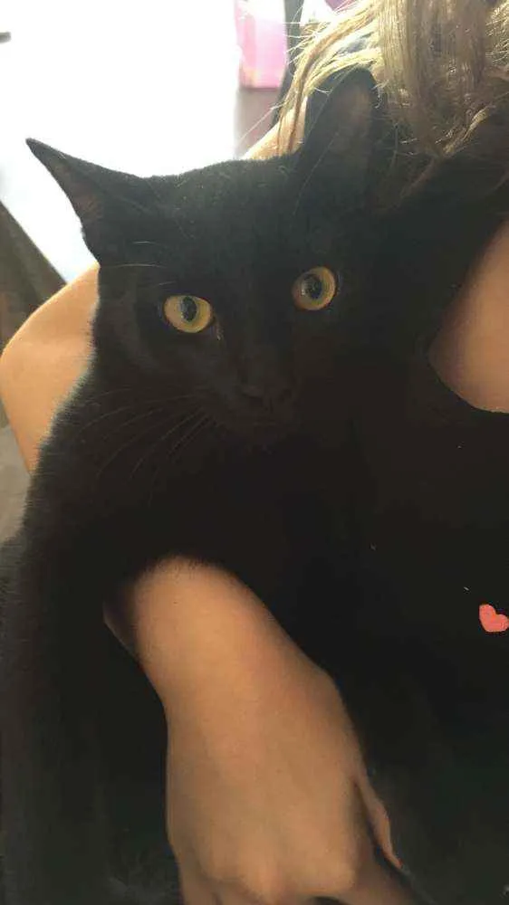 Gato ra a SRD idade 2 a 6 meses nome Pretinho