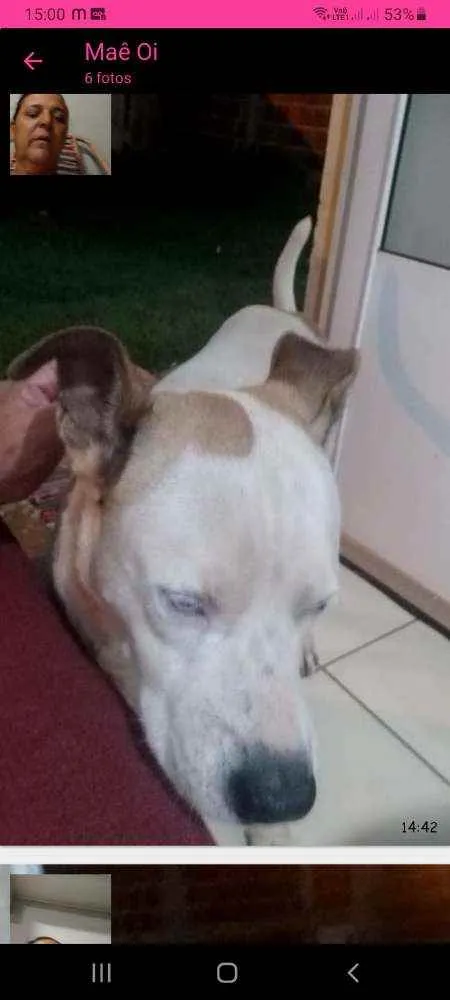 Cachorro ra a Viralata  idade 5 anos nome Bile