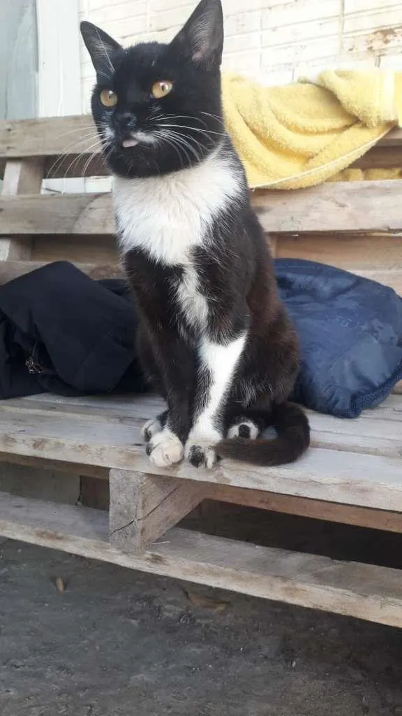 Gato ra a SRD-ViraLata idade 2 a 6 meses nome sem nome