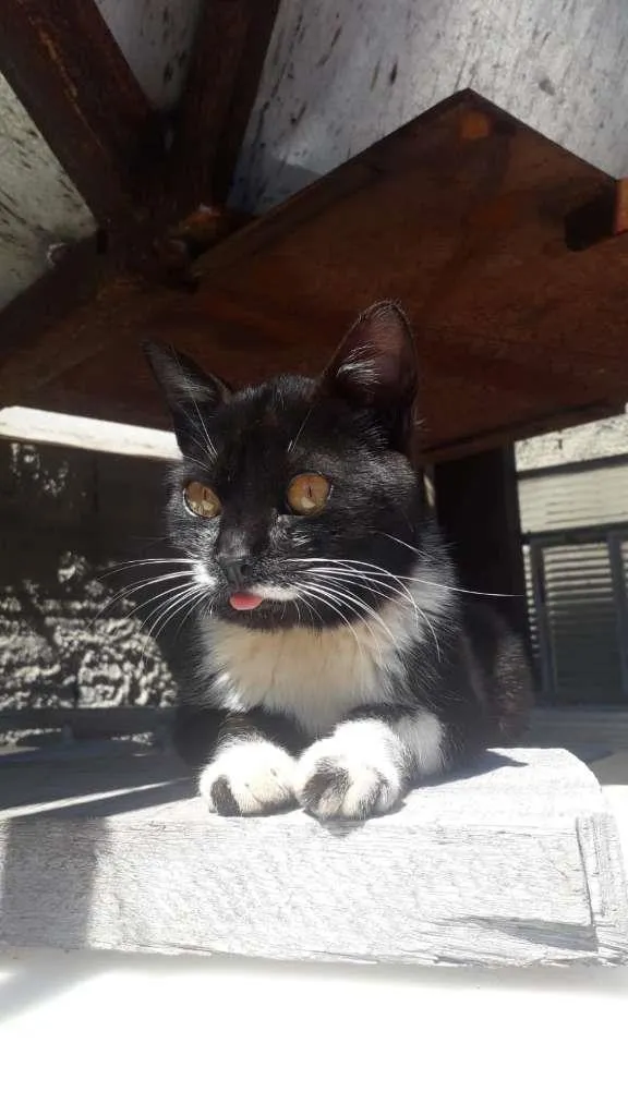 Gato ra a SRD-ViraLata idade 2 a 6 meses nome sem nome