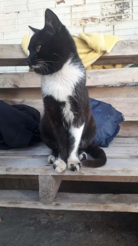 Gato ra a SRD-ViraLata idade 2 a 6 meses nome sem nome