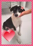 Mâezinha