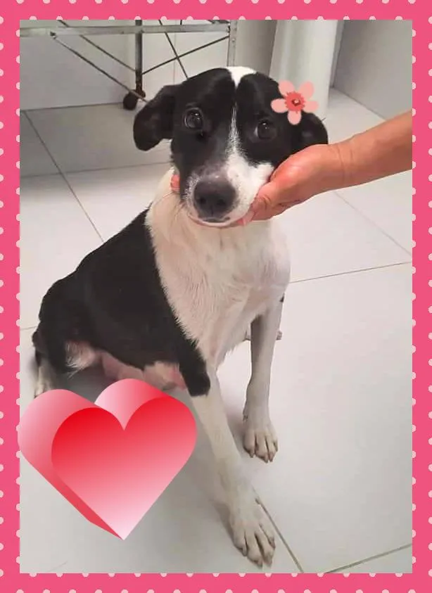 Cachorro raça SRD-ViraLata idade 2 anos nome Mâezinha