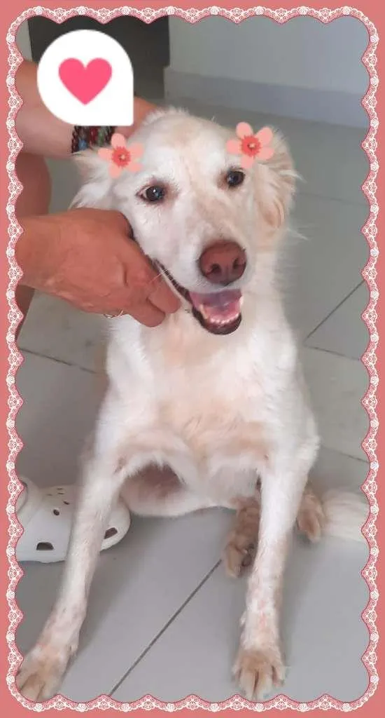 Cachorro raça SRD-ViraLata idade 6 ou mais anos nome Branquinha