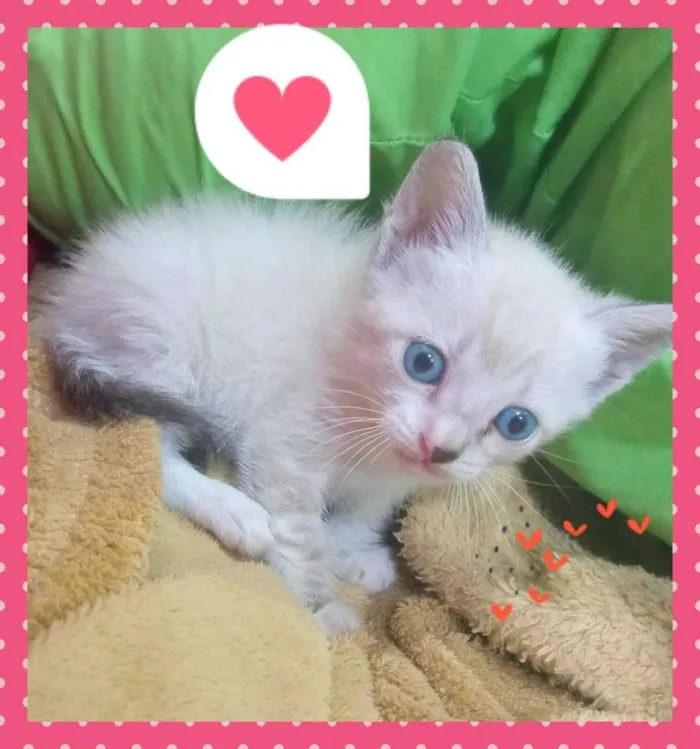 Gato raça SRD idade Abaixo de 2 meses nome Vida
