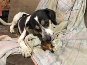 Cachorro raça SRD idade  nome Sapeca