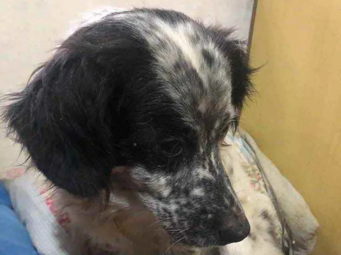 Cachorro raça SRD idade 6 ou mais anos nome Menina