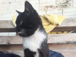 Gato raça SRD-ViraLata idade 2 a 6 meses nome sem nome