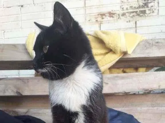 Gato ra a SRD-ViraLata idade 2 a 6 meses nome sem nome
