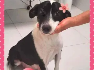 Cachorro raça SRD-ViraLata idade 2 anos nome Mâezinha