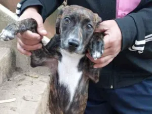 Cachorro raça Srd mestiça Pinscher  idade 2 a 6 meses nome Molly bb  urgente