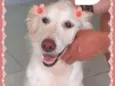 Branquinha