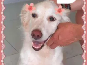 Cachorro raça SRD-ViraLata idade 6 ou mais anos nome Branquinha