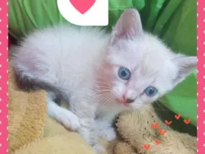 Gato raça SRD idade Abaixo de 2 meses nome Vida