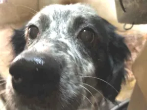 Cachorro raça SRD idade 6 ou mais anos nome Menina