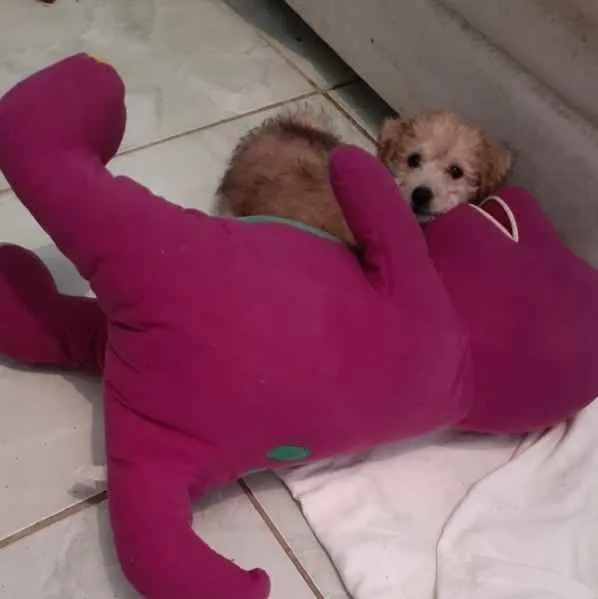 Cachorro ra a Mix poodle  idade 2 a 6 meses nome Toy
