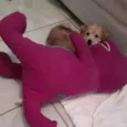 Toy