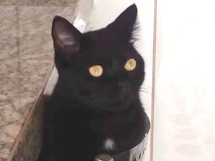 Gato ra a Mestiço  idade 5 anos nome Banguela