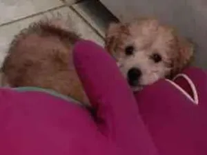 Cachorro raça Mix poodle  idade 2 a 6 meses nome Toy