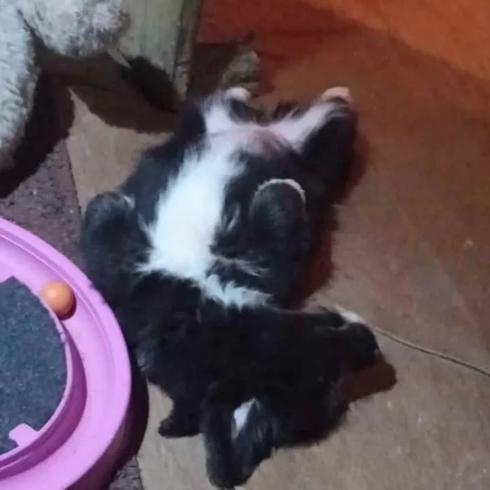 Cachorro ra a SRD idade 2 a 6 meses nome Babalu