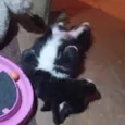 Babalu
