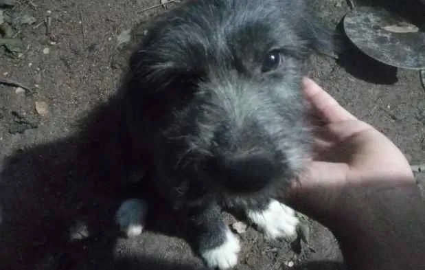 Cachorro ra a SRD idade 2 a 6 meses nome Babalu