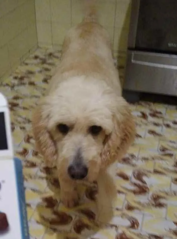 Cachorro ra a Poodle idade 4 anos nome Algodão 