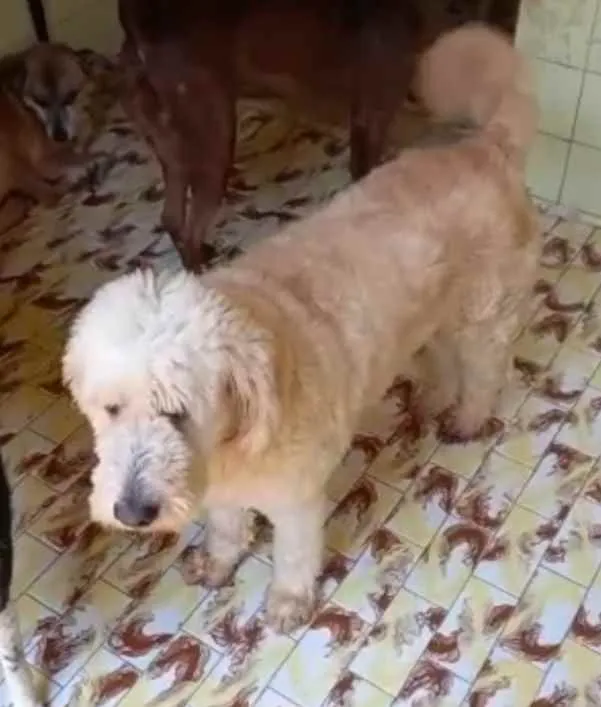 Cachorro ra a Poodle idade 4 anos nome Algodão 