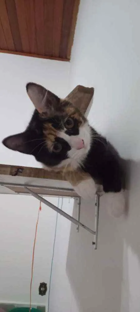 Gato ra a SRD idade 2 a 6 meses nome Guaxinina
