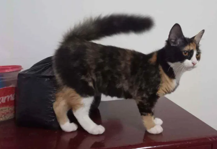 Gato ra a SRD idade 2 a 6 meses nome Guaxinina