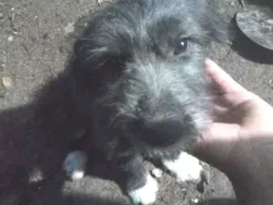 Cachorro raça SRD idade 2 a 6 meses nome Babalu