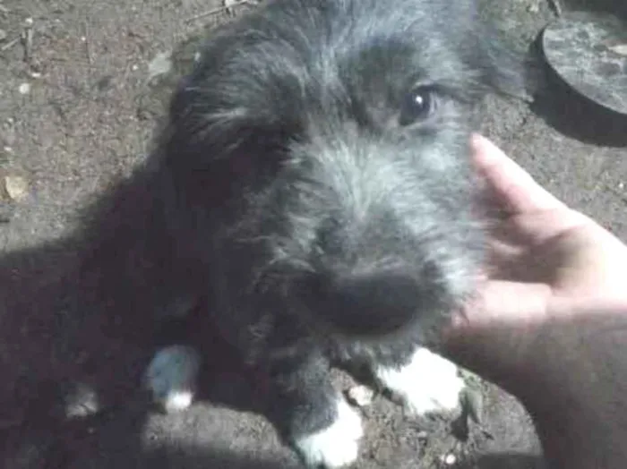 Cachorro ra a SRD idade 2 a 6 meses nome Babalu