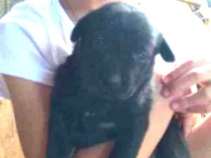 Cachorro raça SRD idade Abaixo de 2 meses nome Filhas de Francisco