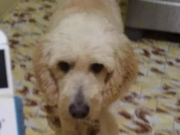 Cachorro ra a Poodle idade 4 anos nome Algodão 