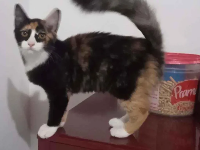 Gato ra a SRD idade 2 a 6 meses nome Guaxinina