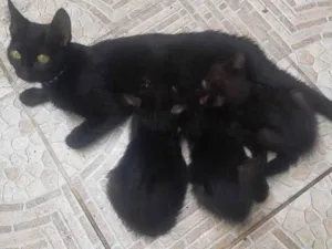 Gato raça Fofuchos idade 2 a 6 meses nome Filhote