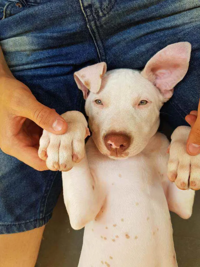 Cachorro raça Pitbull idade 2 a 6 meses nome Brutos