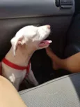 Brutos
