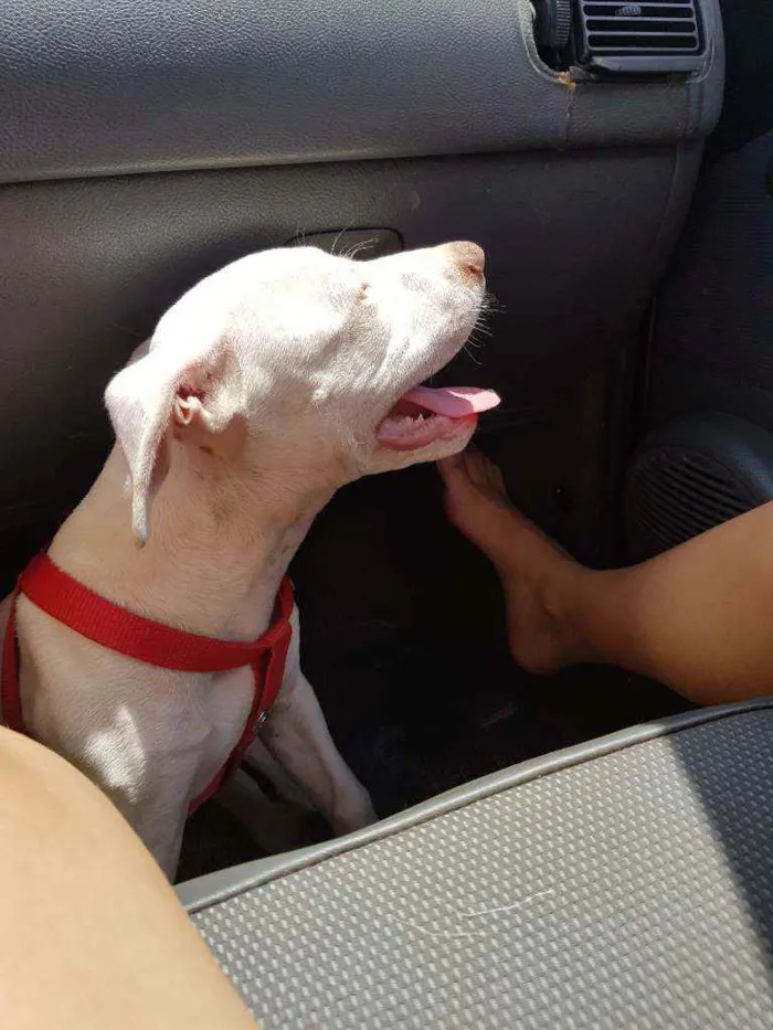 Cachorro raça Pitbull idade 2 a 6 meses nome Brutos