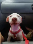 Brutos