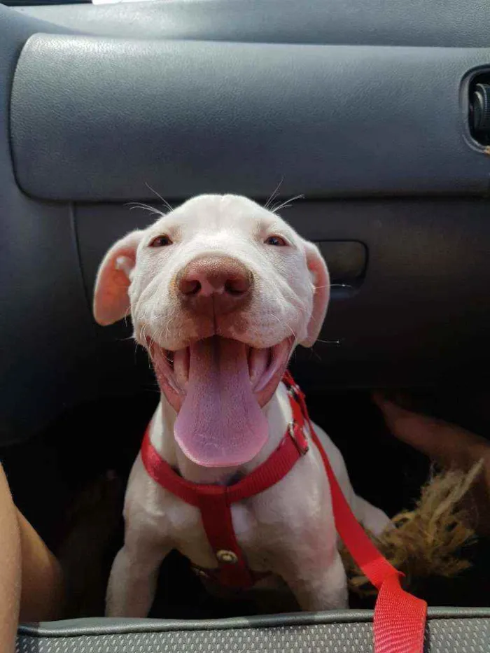 Cachorro raça Pitbull idade 2 a 6 meses nome Brutos
