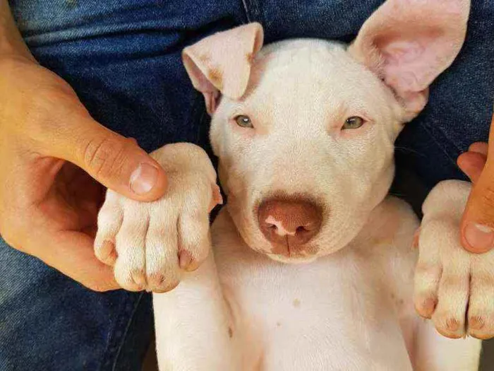 Cachorro raça Pitbull idade 2 a 6 meses nome Brutos