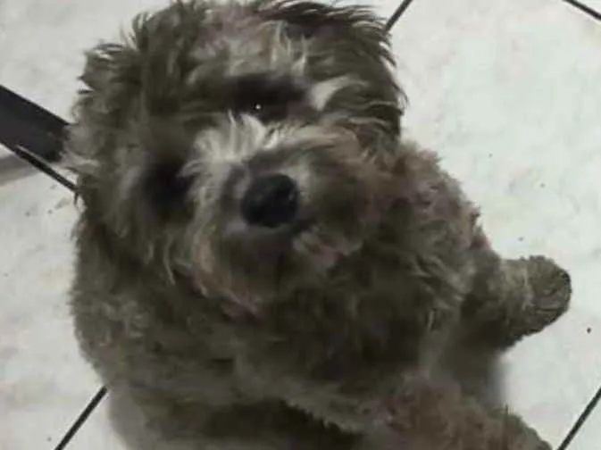 Cachorro raça Poodle  idade 1 ano nome Fluffy lindo poodle 