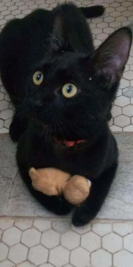 Gato ra a SRD idade 2 a 6 meses nome NICK