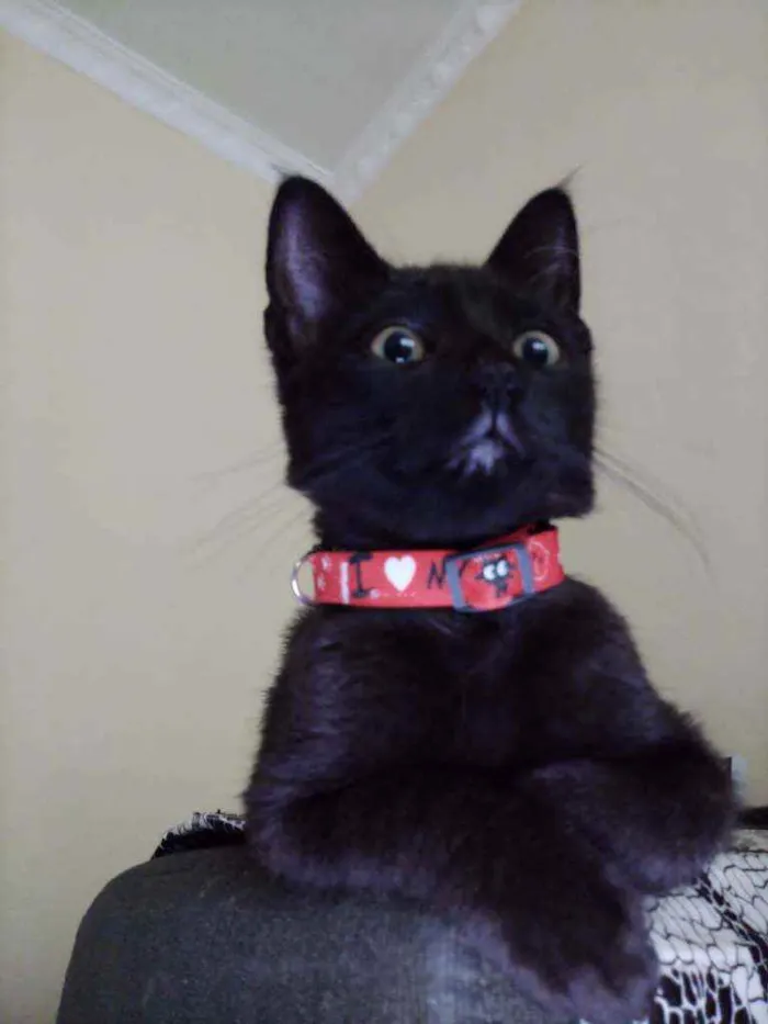 Gato ra a SRD idade 2 a 6 meses nome NICK