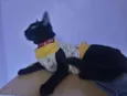 NICK