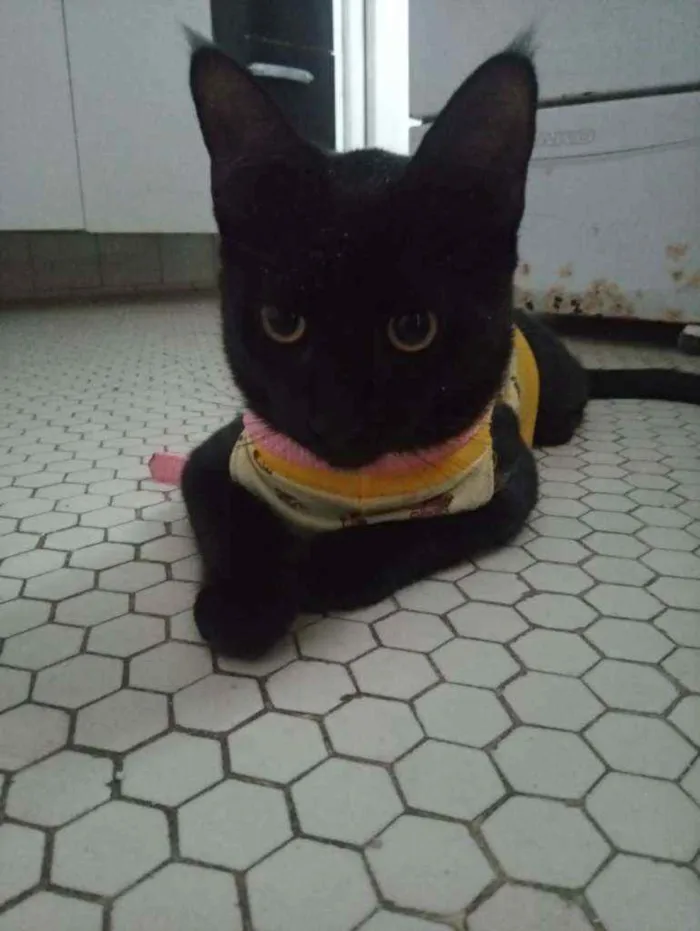 Gato ra a SRD idade 2 a 6 meses nome NICK