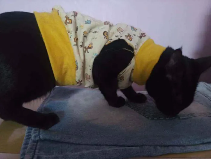 Gato ra a SRD idade 2 a 6 meses nome NICK